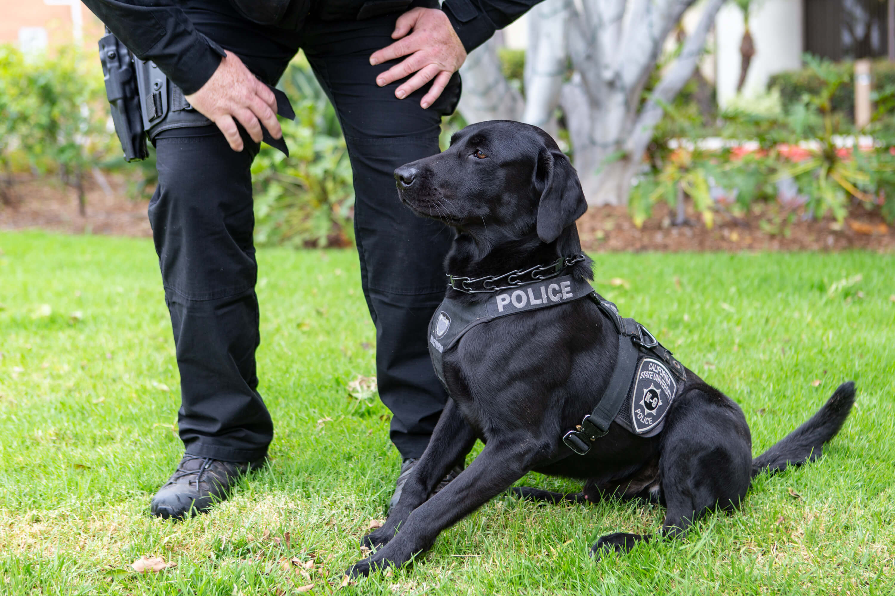 k-9 police dog with handler