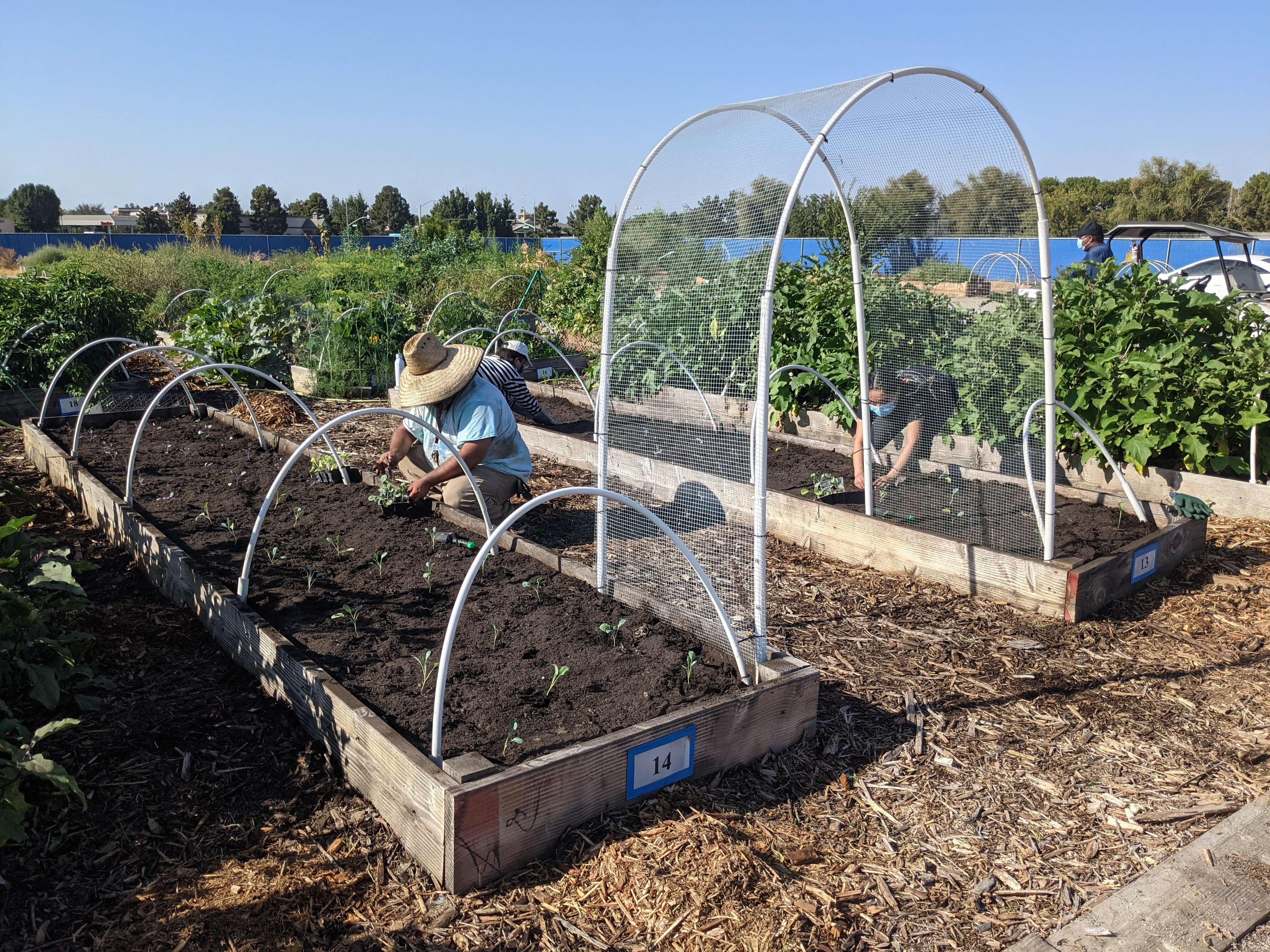 Volunteers working at the raised beds in the CSU Bakersfield edible garden