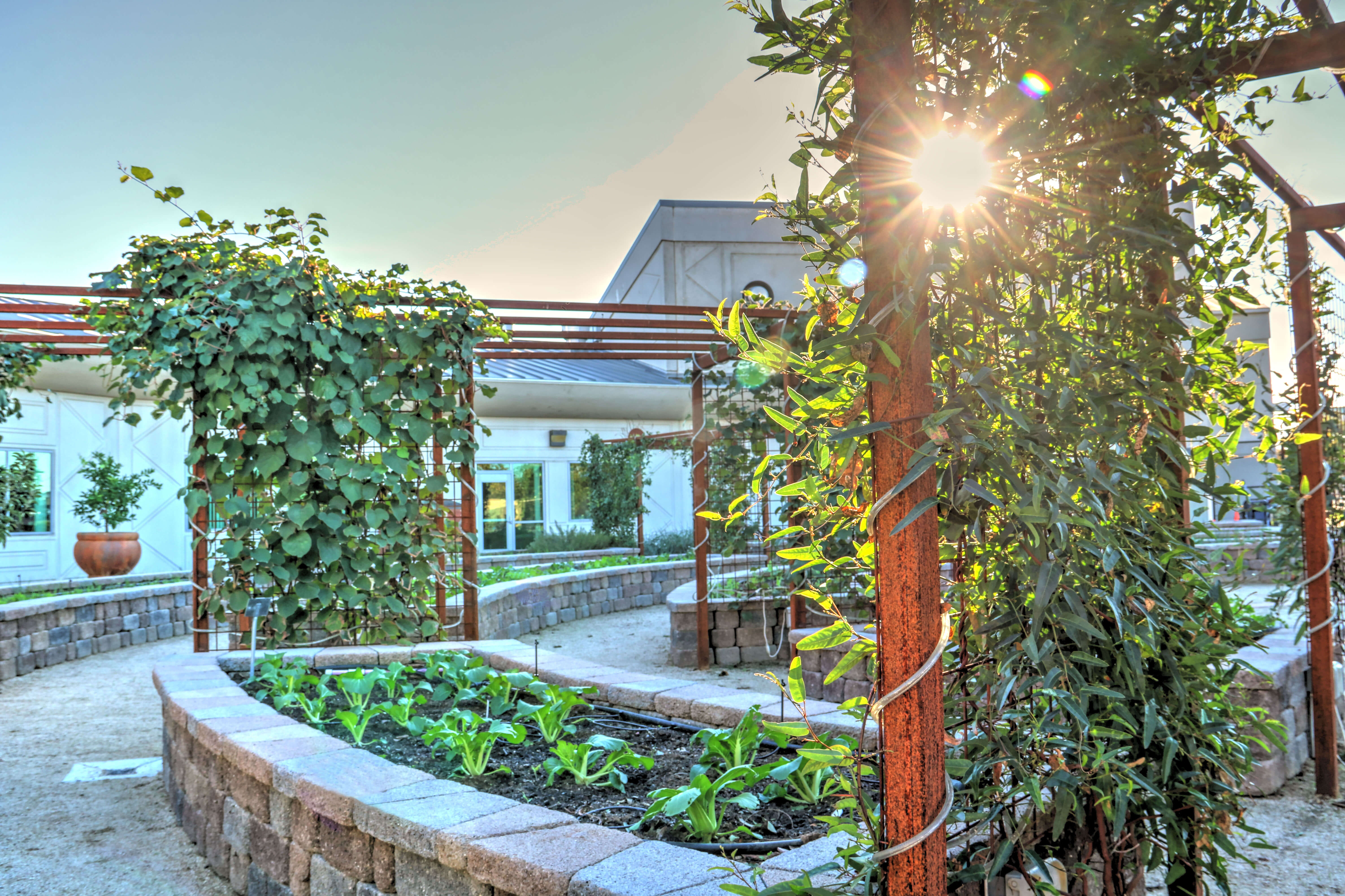 The sun shines over Sacramento State's community garden