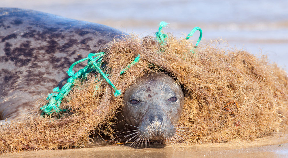 A sea lion is trapped in fishing gear.