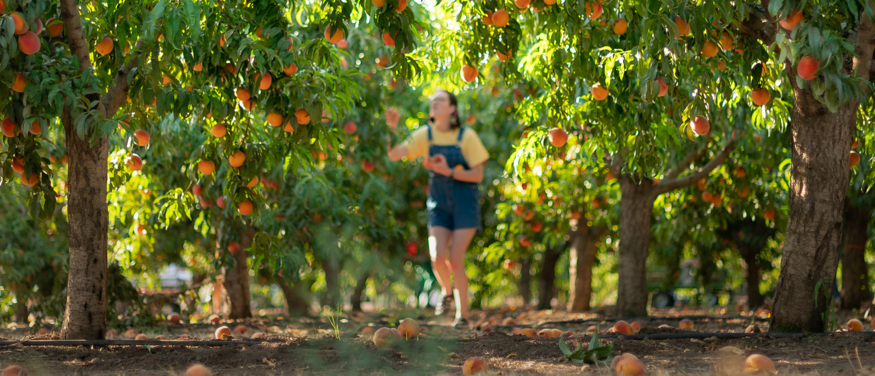 Student harvests peaches at Chico State.
