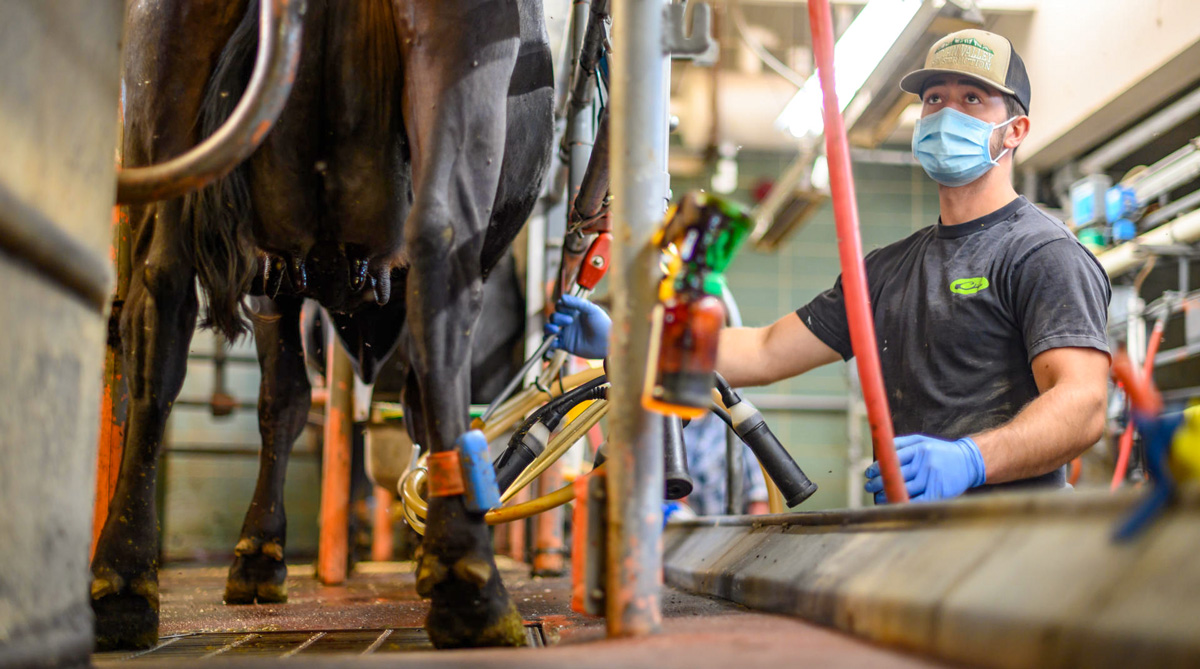 A student works in Chico State's organic dairy unit.
