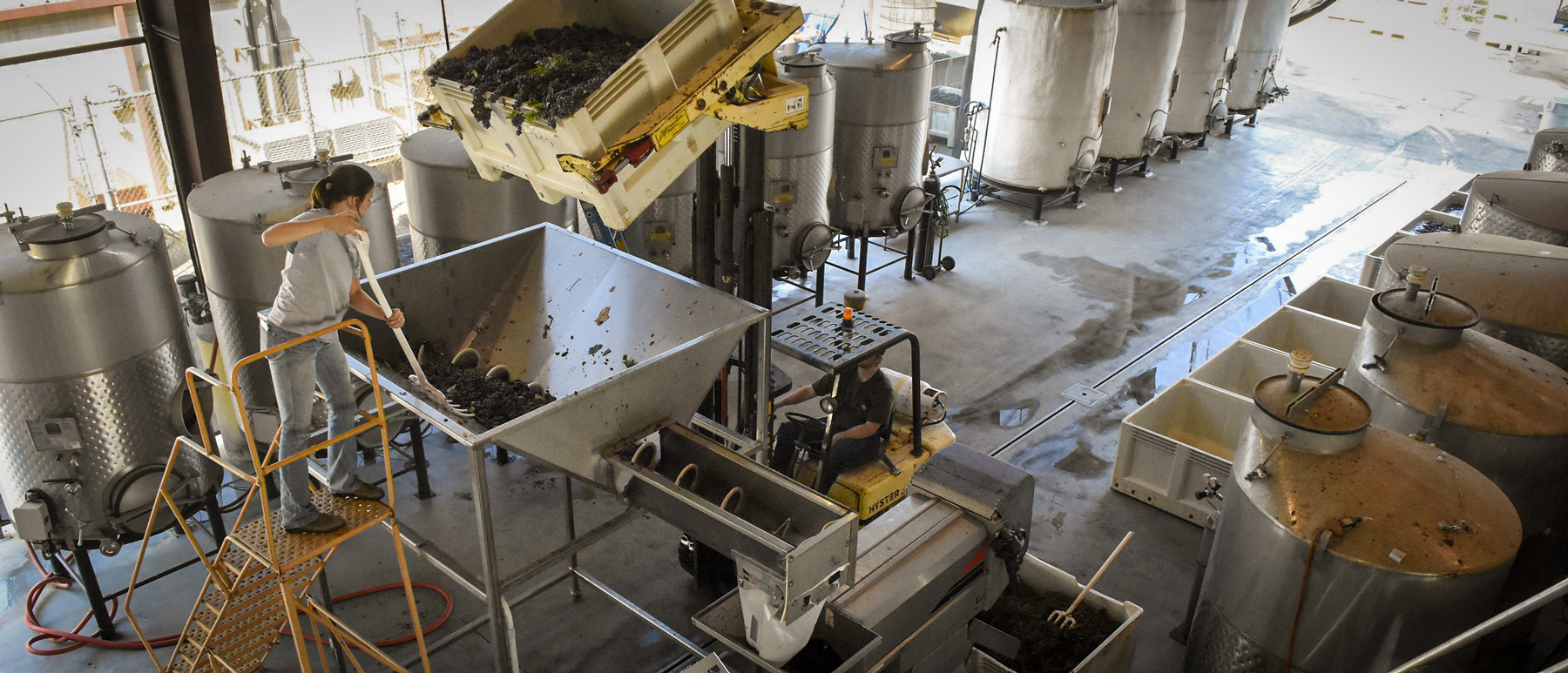 Students process Chardonnay wine grapes.