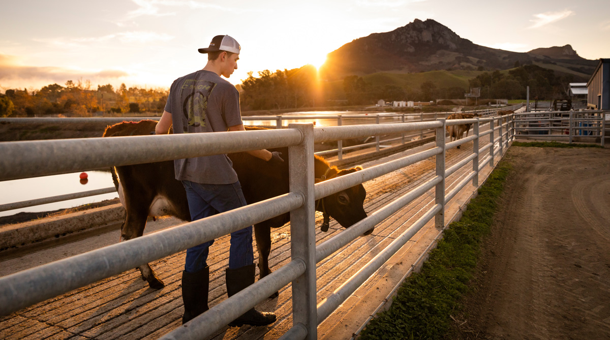 Student with a cow at the Cal Poly Dairy Unit.