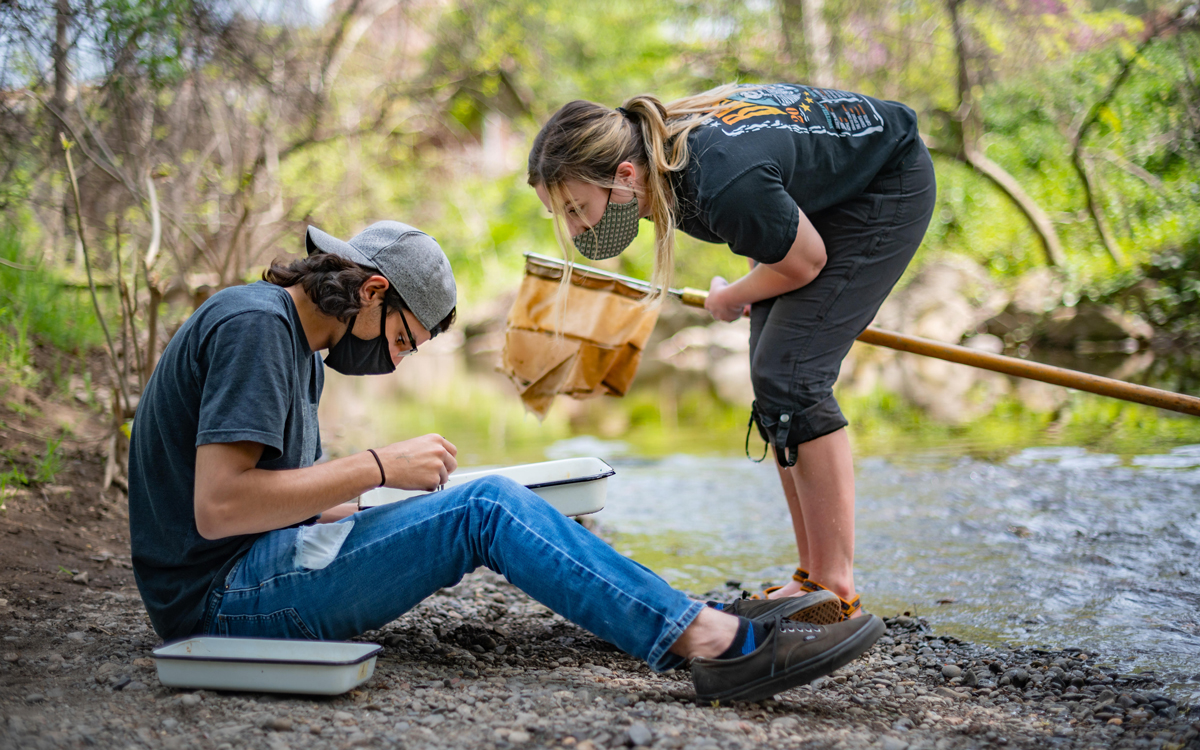 Students sort macroinvertebrates from a part of Big Chico Creek.
