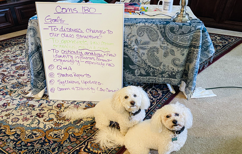 Two white dogs sit by a white board.
