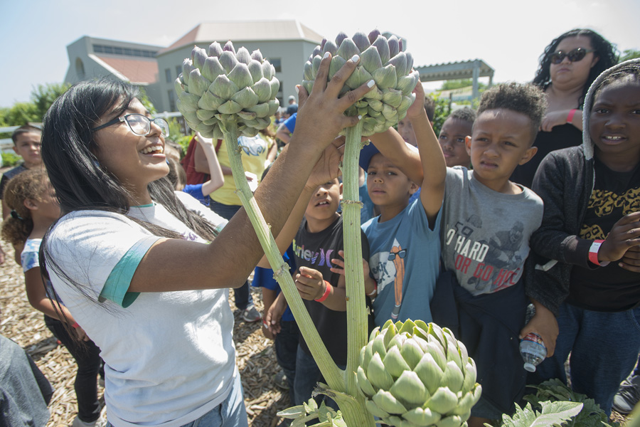 Second graders from Emmerson Elementary School in Riverside learn about artichokes at the Discovery Garden at Agriscapes at CPP, May 11, 2017.