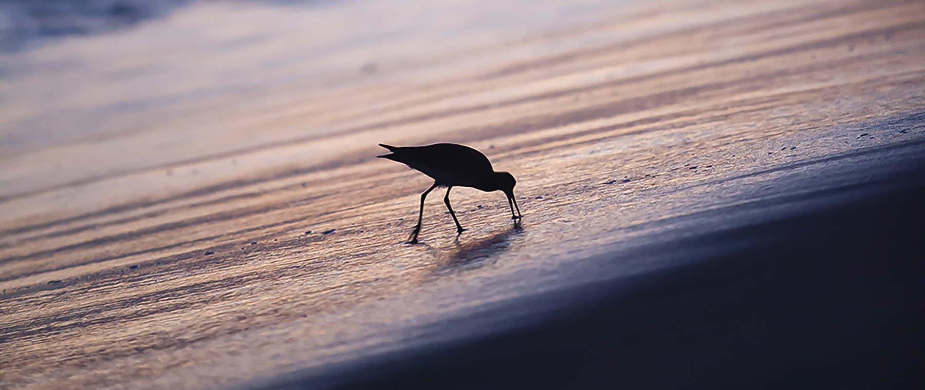 bird picking through sand at the beach