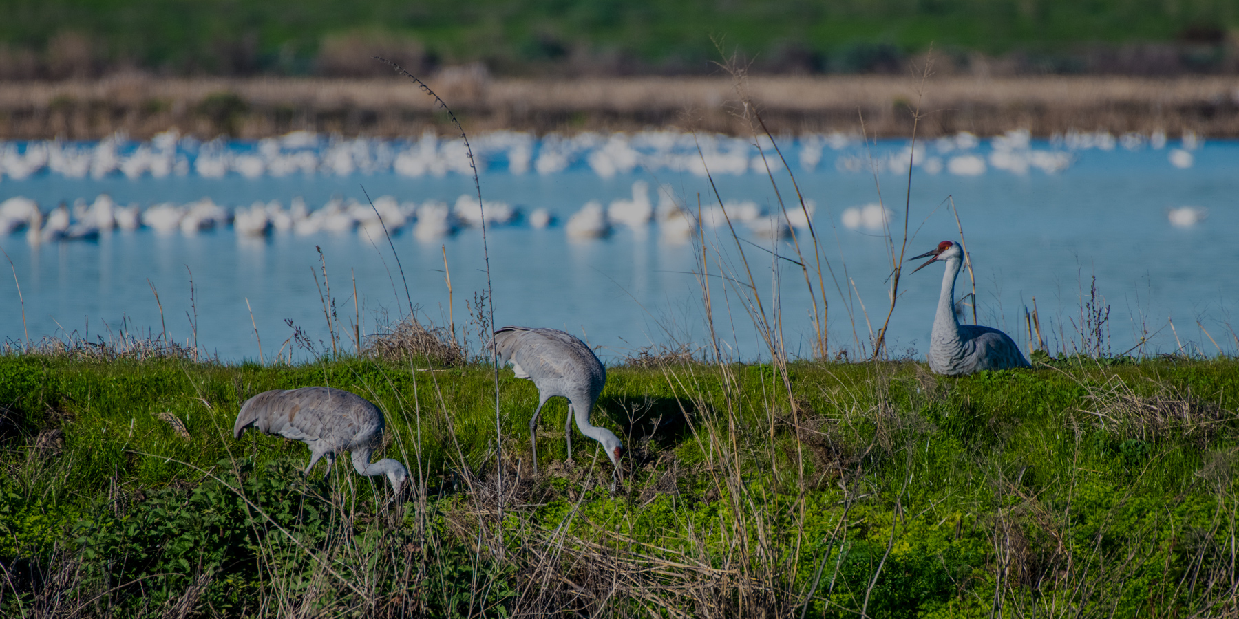 Birds search for food in a wetland area.