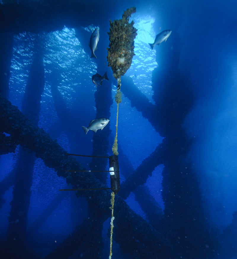 Dr. Lowe’s team deployed this autonomous acoustic receiver on Platform Edith in San Pedro to 24/7 monitor for presence and depth of reef fish caught and tagged at this and other nearby platforms. Photo: Bob Wohls
