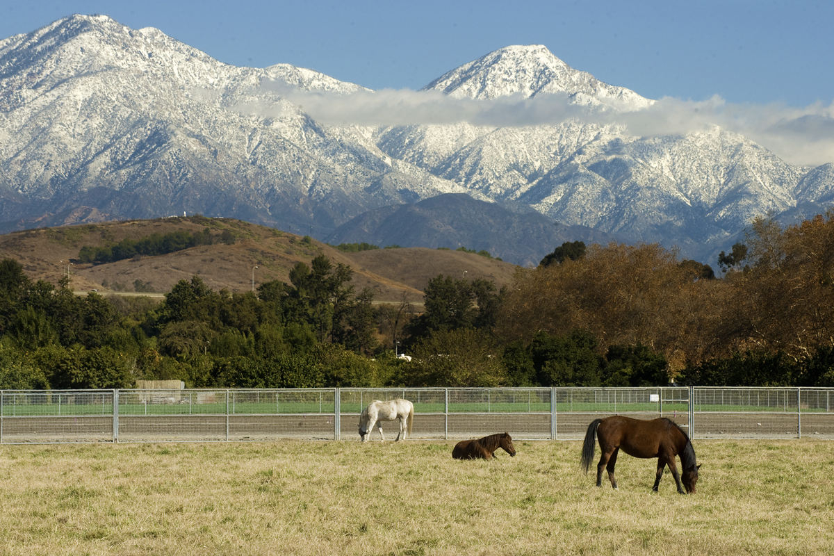 Arabian horses graze at a Cal Poly Pomona pasture against a backdrop of snow-covered mountains, 2009.