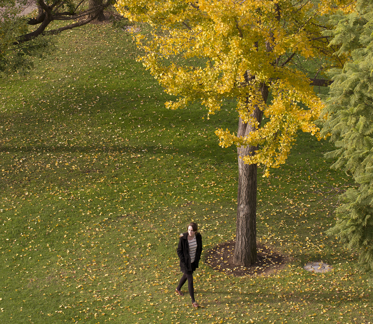 Student Zoe Lance walks amid fallen leaves at CPP, 2012