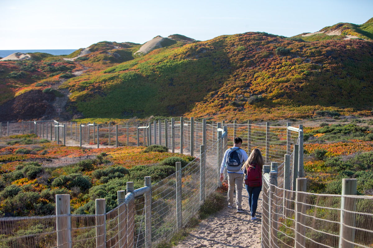 Fort Ord Dunes State Park is not only home to sun and sand—bright wildflowers also bloom along the hills.