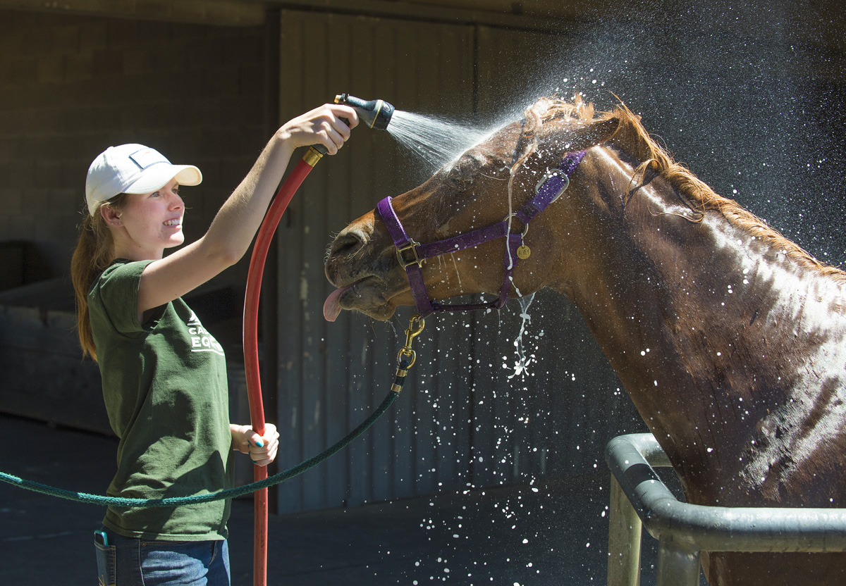 Summer Breeze, an Arabian mare, gets a cooling rinse from Emily Flack during a horse-washing session for Horse Campers