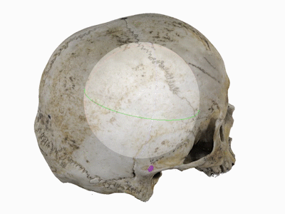 SDSU Professor Sandra Garver’s 3D model of a human skull. Students can click on various labels to learn the different anatomical parts of the bone.