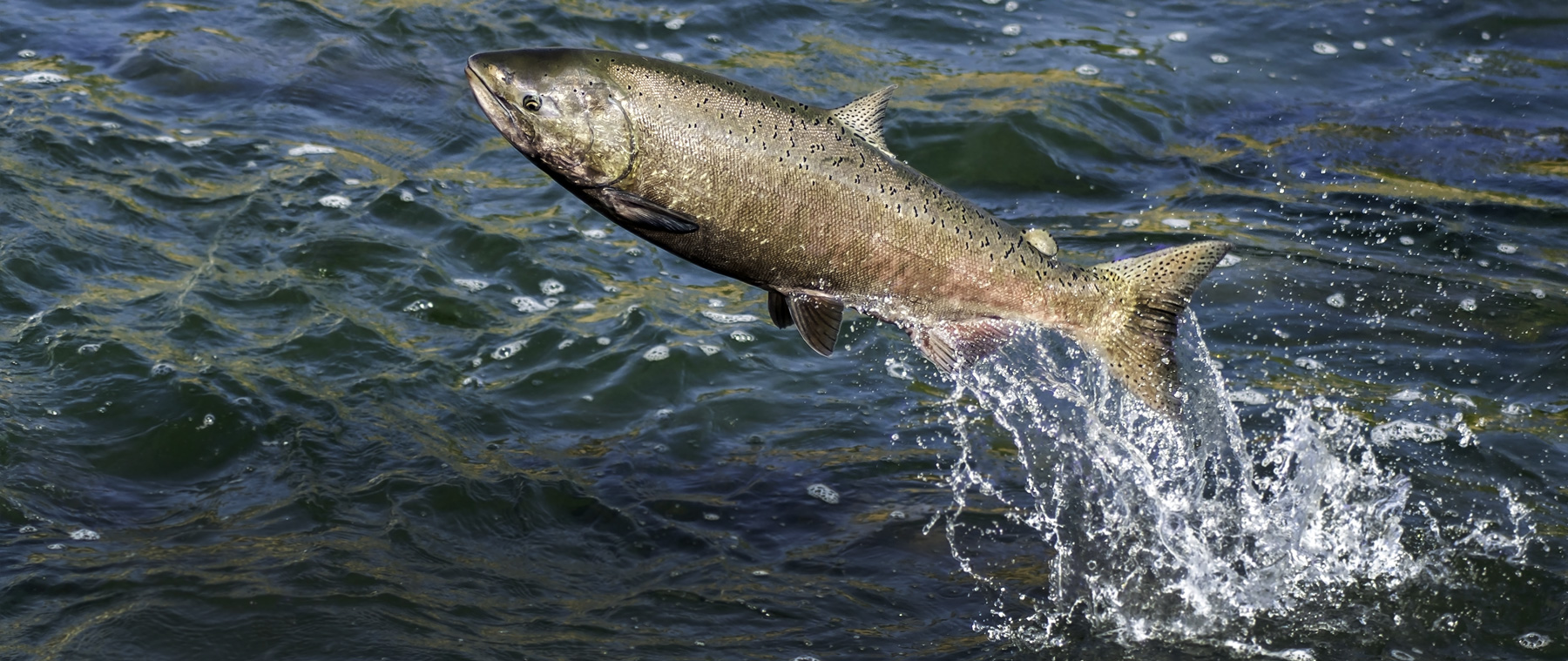 Chinook salmon jumping out of the water.