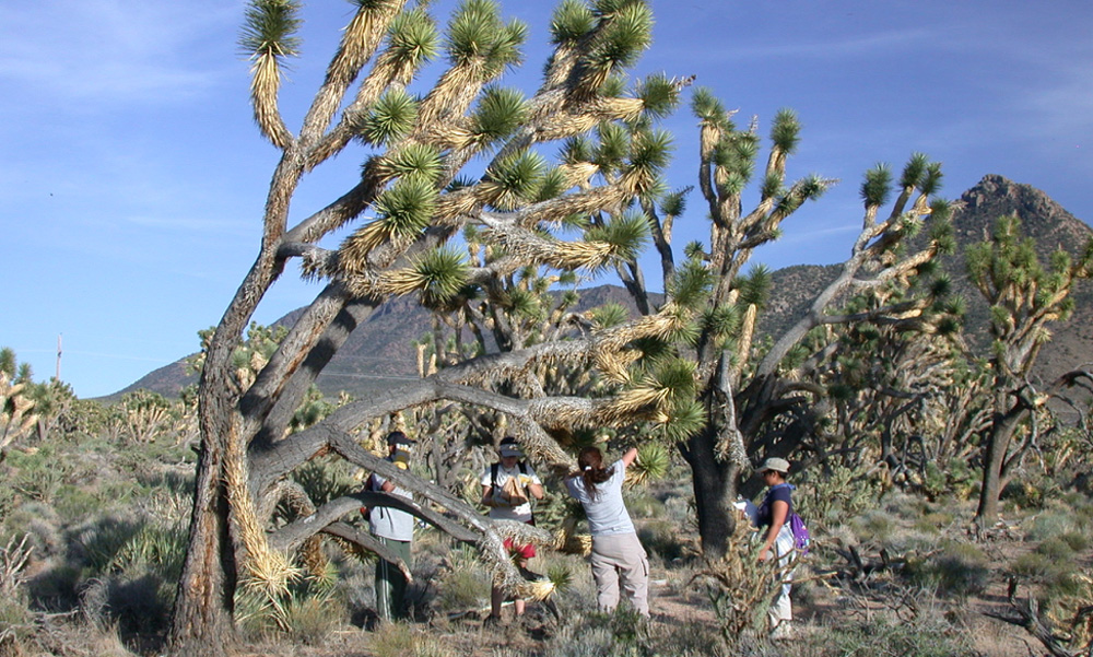 researchers taking samples from a tree