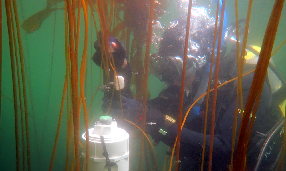 diver taking water samples