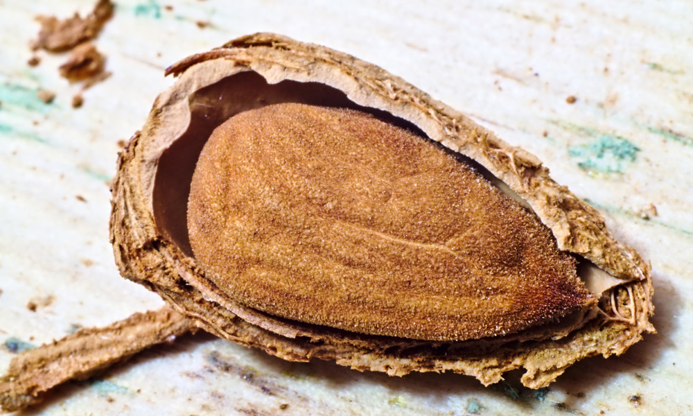 detailed image of an almond with shell