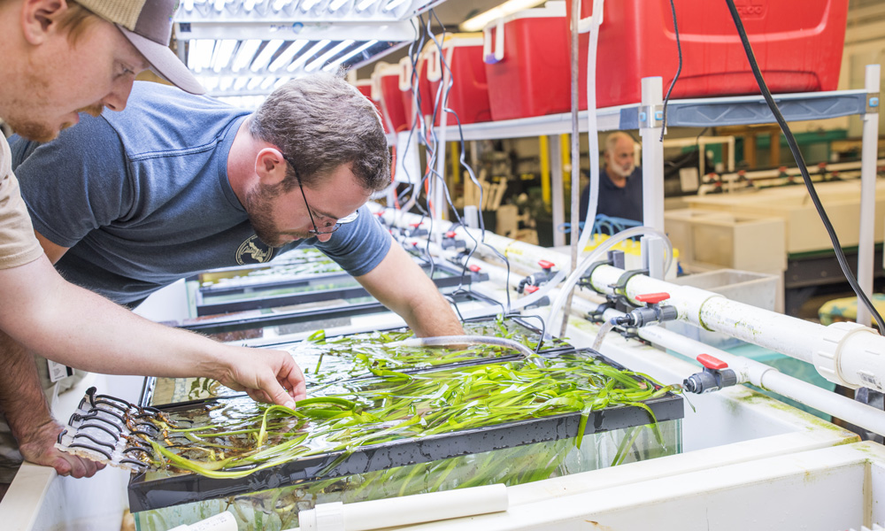 Humoldt State researchers inspecting marine plants in a lab