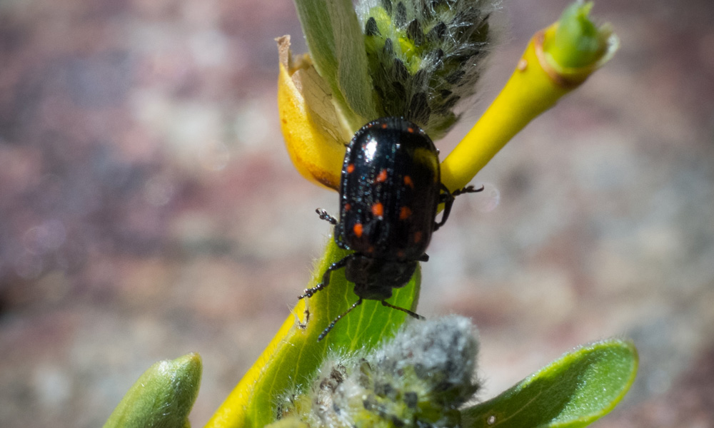 black and red spotted bug on a plant