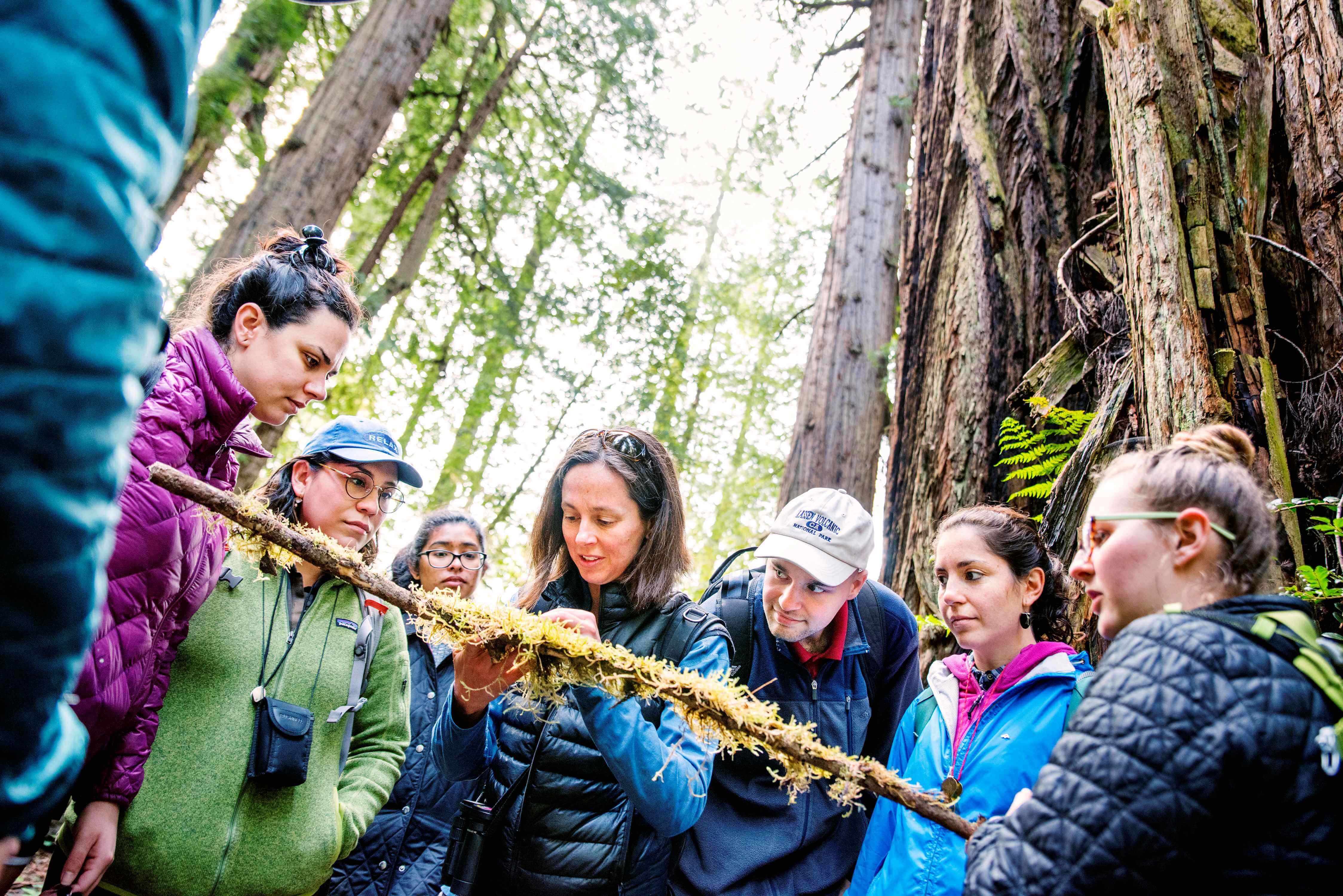 Students study lichens and bryophytes in Prairie Creek Redwoods State Park.