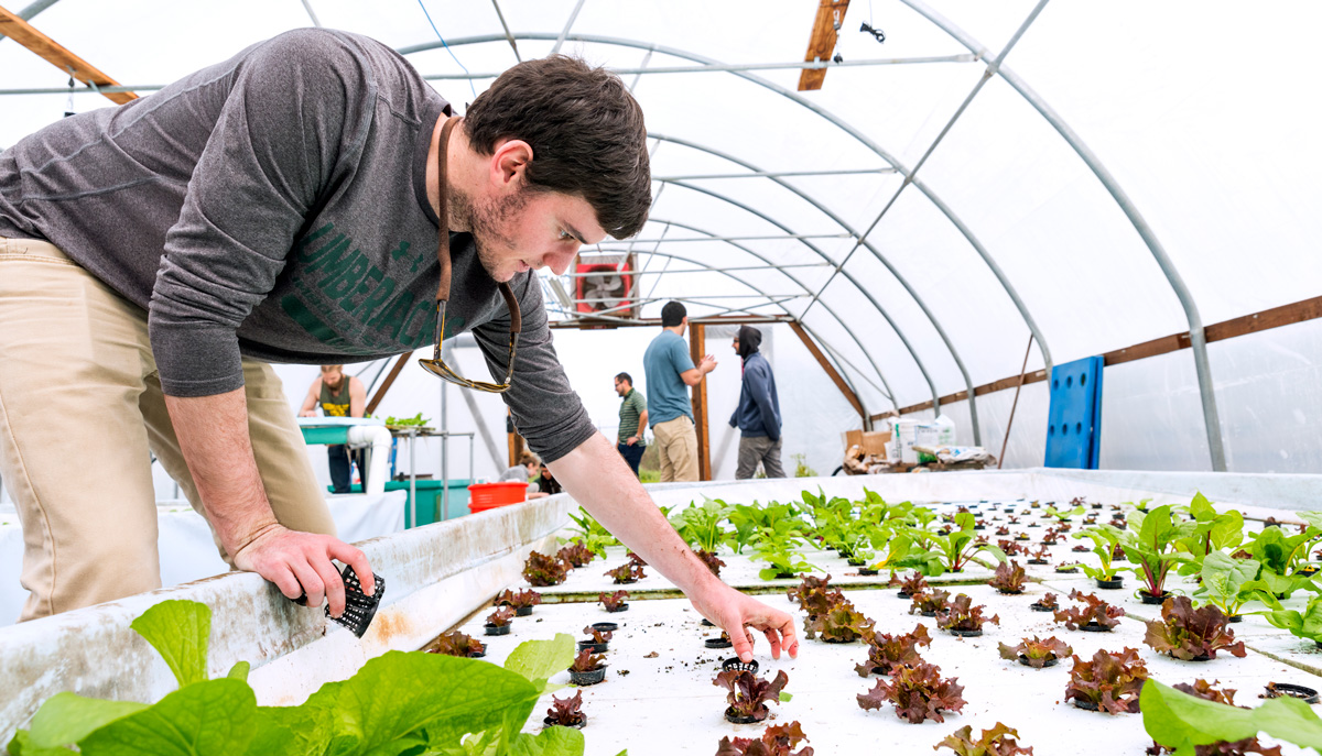 college student gardening in a hydroponic greenhouse