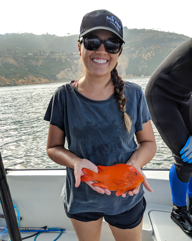 As part of Chelsea Williams’ master’s thesis research at Cal Poly Pomona looking at the geographic- and habitat-related variation in age and growth patterns in Garibaldi (California’s State Marine Fish), she captured and chemically tagged some of the fish to validate her aging methods.