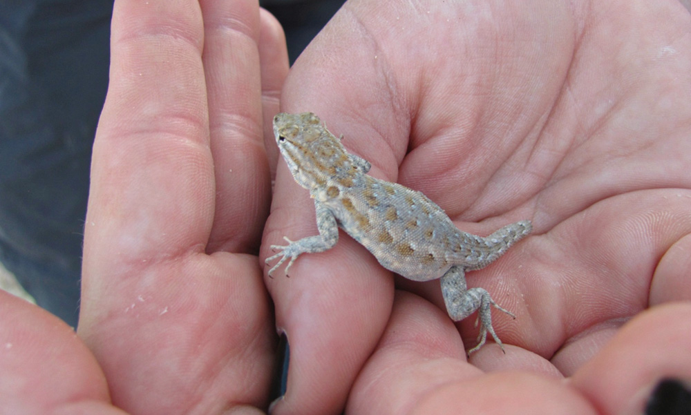 A small lizard resting on a human hand