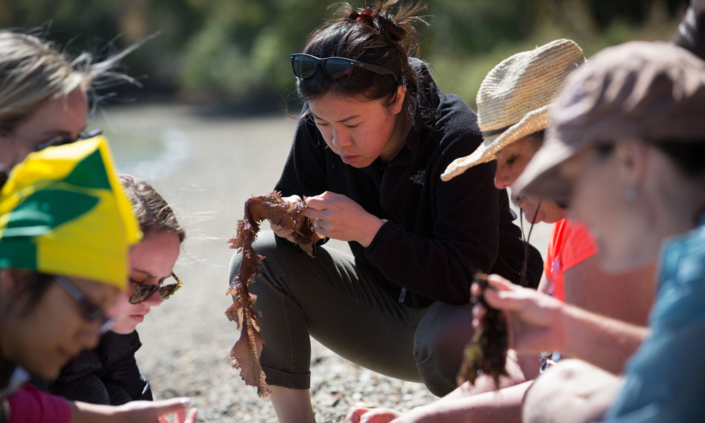 Students examine kelp on a beach